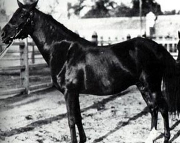 broodmare Obeya RAS (Arabian purebred, 1940, from Mekdam RAS)