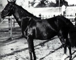 broodmare Obeya RAS (Arabian purebred, 1940, from Mekdam RAS)