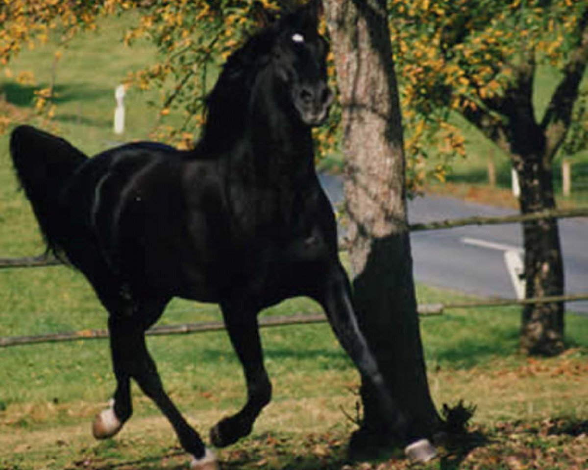 stallion Al Azim ox (Arabian purebred, 1982, from El Abd EAO)