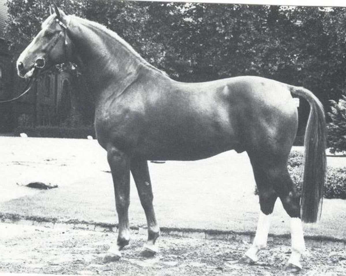 Deckhengst Pakt (Westfale, 1978, von Paradox I 1697)