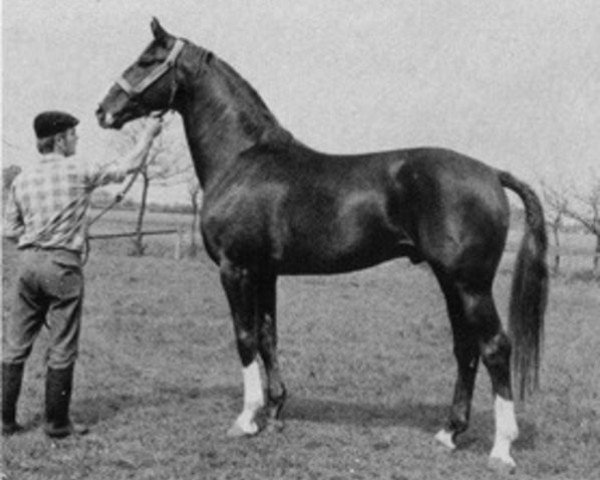 stallion Weinstern (Hanoverian, 1965, from Weingau)