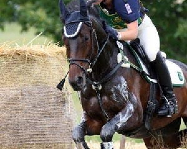jumper Parlando 23 (Westphalian, 2000, from Pavarotti van de Helle)