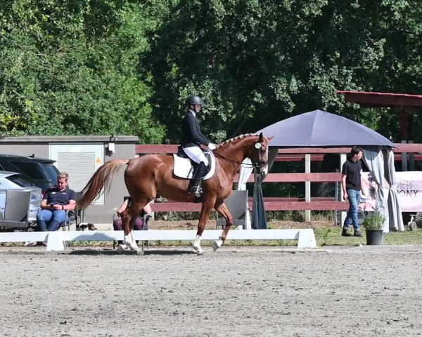 Reitturnier Schönwalde-Glien 2022