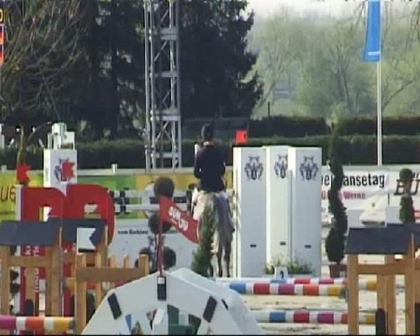 jumper Nick des Hayettes Z (Zangersheide riding horse, 2004, from Nabab de Rêve)