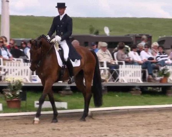 dressage horse Fairway 17 (Rhinelander, 2004, from Fuchsberger) dressage horse Fairway 17 (Rhinelander, 2004, from Fuchsberger)