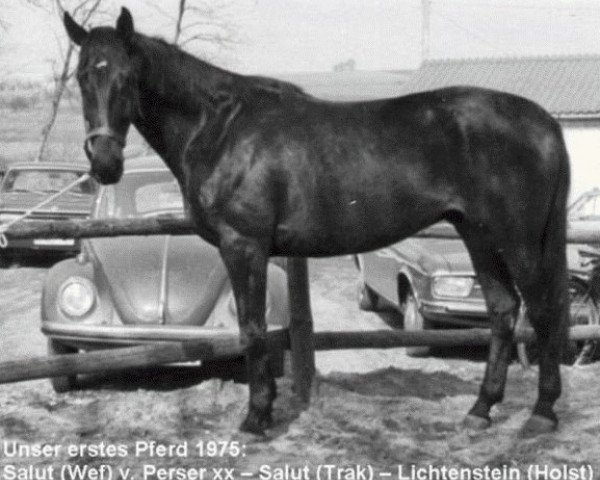 Pferd Salut (Westfale, 1971, von Perser xx)