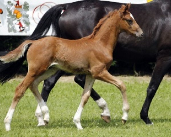 horse Don Bernardo (Westphalian, 2012, from Don Juan de Hus)