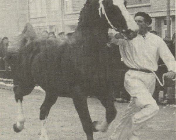 Deckhengst L'Invasion AN (Anglo-Normanne, 1944, von Pré Salé AN)