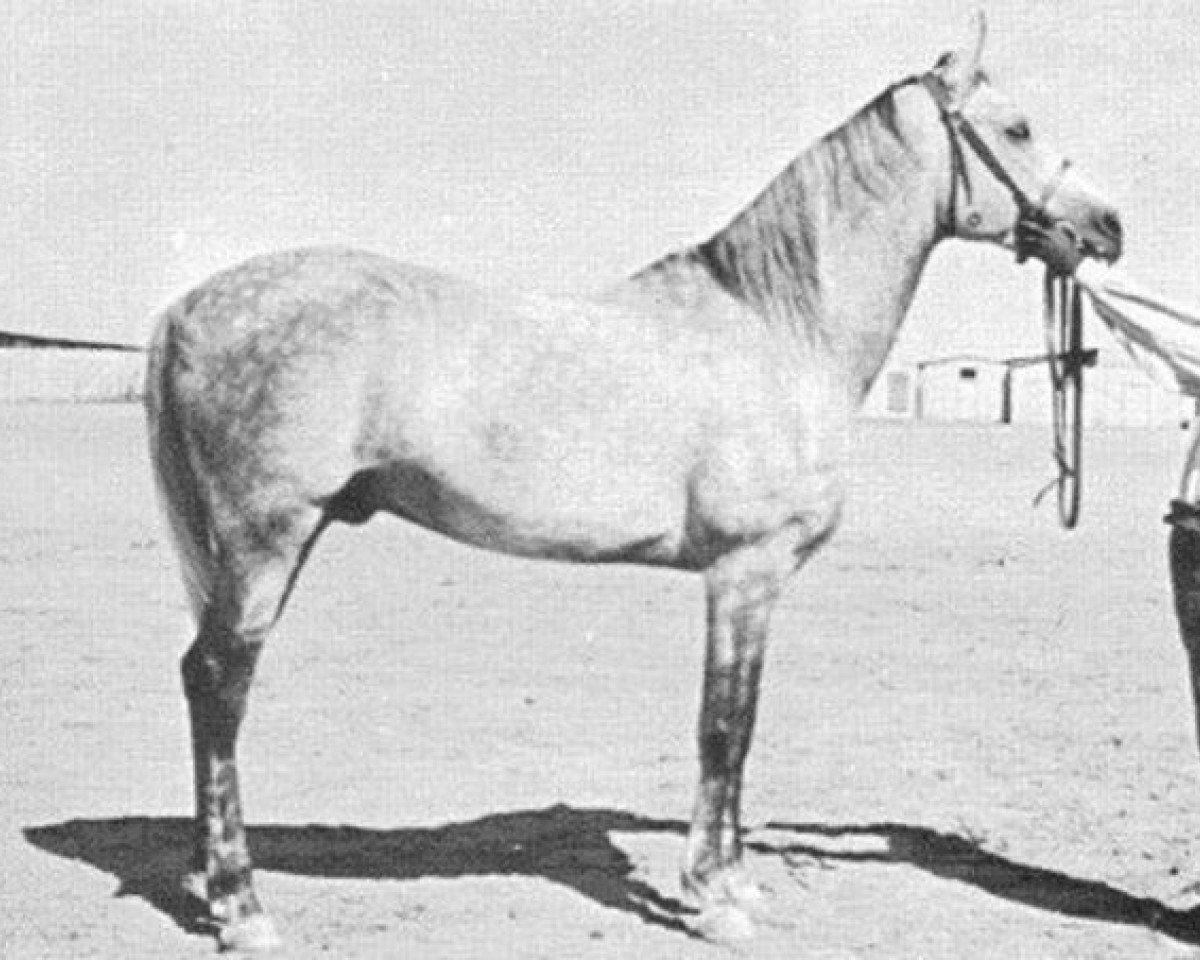 stallion Sheikh el Arab 1933 RAS (Arabian purebred, 1933, from Mansour 1921 RAS)