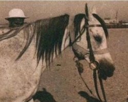 broodmare Yosreia 1943 RAS (Arabian purebred, 1943, from Sheikh el Arab 1933 RAS)