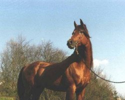 stallion The Master ox (Arabian purebred, 1982, from El Kasaka ox)