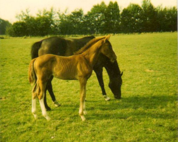 horse Archangel (Hanoverian, 1999, from Alabaster)