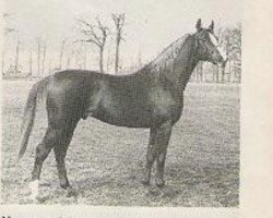 stallion Netron ox (Arabian purebred, 1982, from Abdullah 1975 ox)