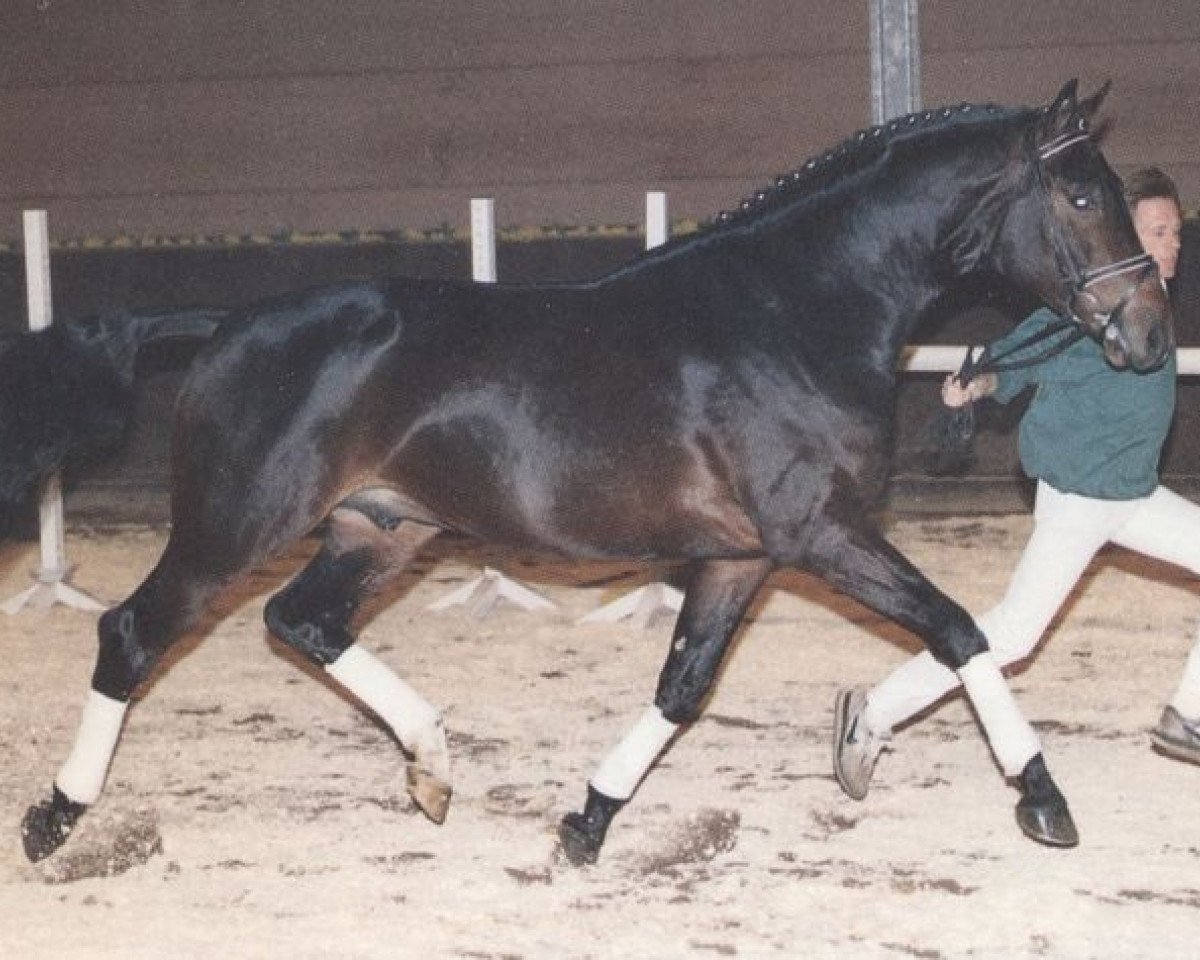 Deckhengst Abisko (Trakehner, 1987, von Sokrates)