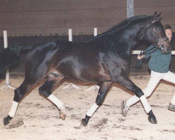 Deckhengst Abisko (Trakehner, 1987, von Sokrates)