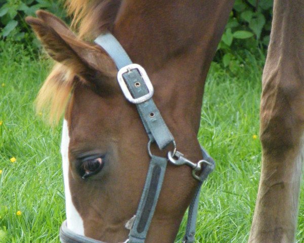 horse Forlan (Westphalian, 2012, from For Pleasure)