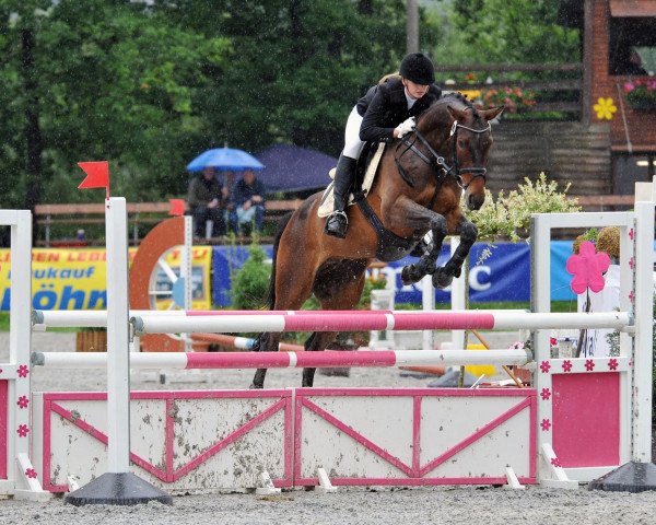 jumper Veltin S (Westphalian, 2005, from Vulkano FRH)