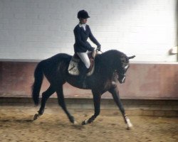 jumper Incognito (Westphalian, 2008, from Le Baloubet)