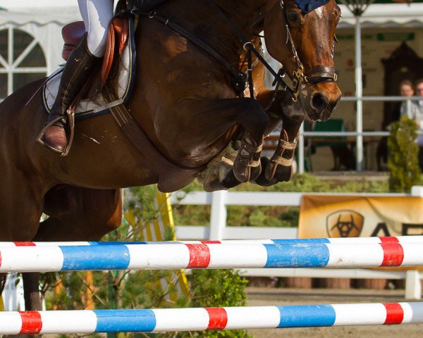 jumper Cornelis VZ (Zangersheide riding horse, 2002, from Canabis Z)