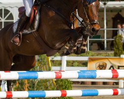 jumper Cornelis VZ (Zangersheide riding horse, 2002, from Canabis Z)