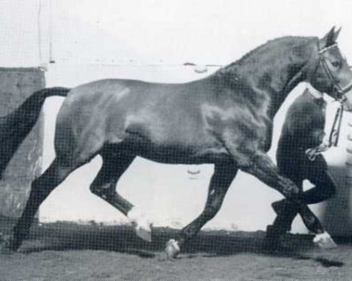 Deckhengst Ricardo (Holsteiner, 1975, von Ronald)