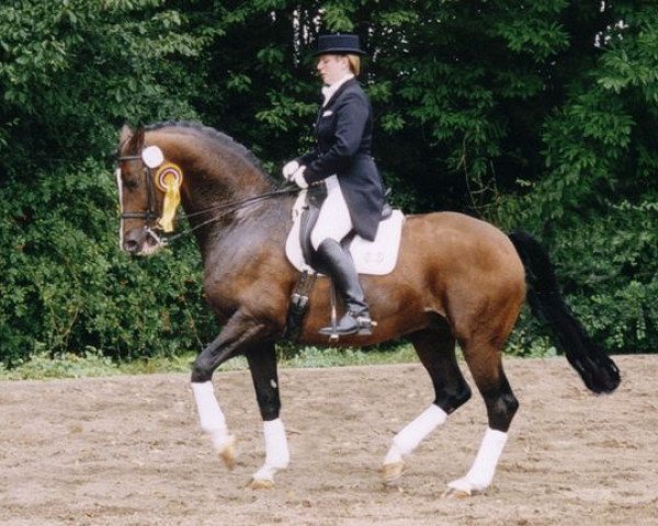 Deckhengst Manrico (Trakehner, 1992, von Gipsy King) Deckhengst Manrico (Trakehner, 1992, von Gipsy King)