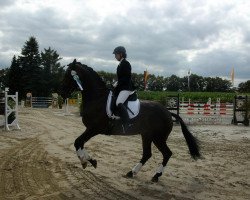 dressage horse Emotion Dream (Hanoverian, 2006, from Ehrentusch)