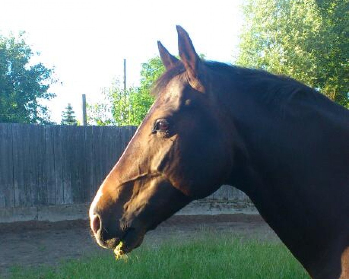 Pferd Manolito (Deutsches Reitpony, 2004, von Marco Polo)