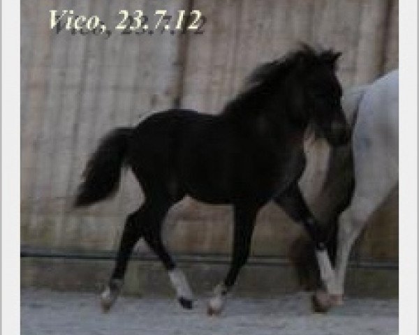 horse Vico vom Rindergraben (Shetland Pony, 2012, from Vulkan vom Melkweg)