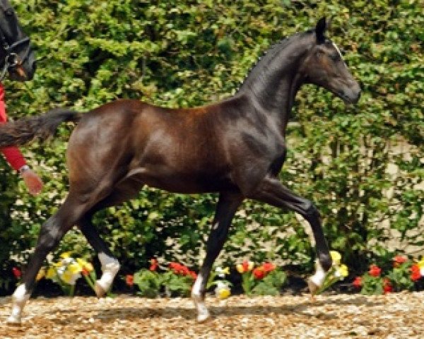 horse Die Rose (Westphalian, 2012, from den Haag 12)
