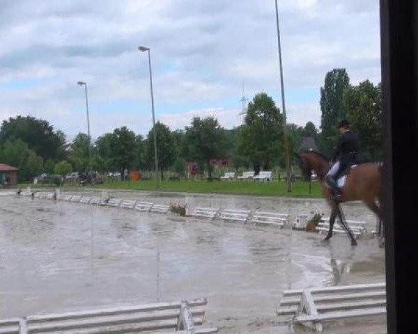 Dressurpferd Figo 36 (Rheinländer, 2004, von Fidermark)