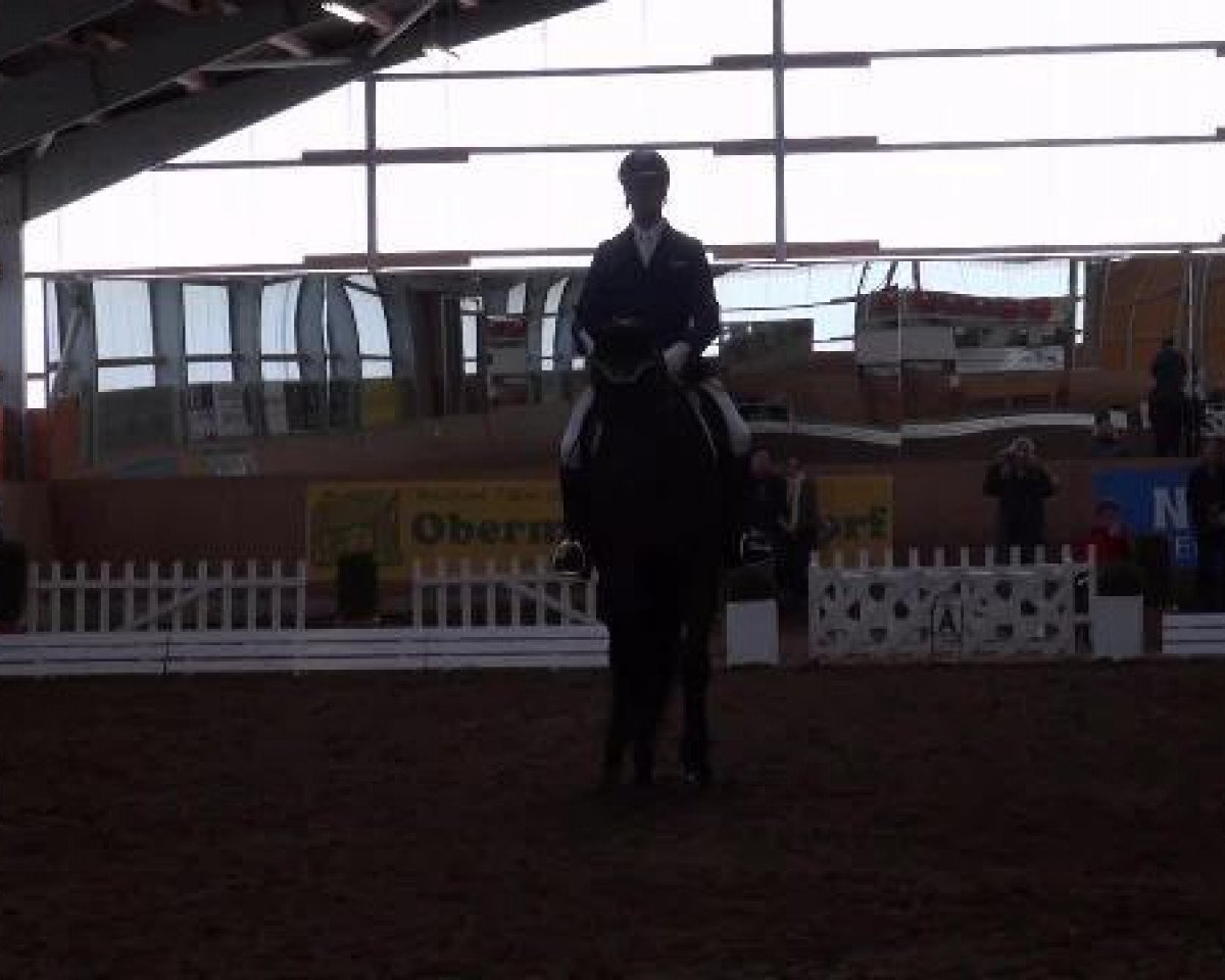 Dressurpferd Ruwina 3 (Schweizer Warmblut, 2006, von Rubin Cortes OLD)