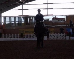 dressage horse Ruwina 3 (Swiss Warmblood, 2006, from Rubin Cortes OLD)