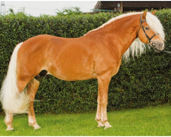 Deckhengst Arachon II (Haflinger, 2003, von Abendstern)