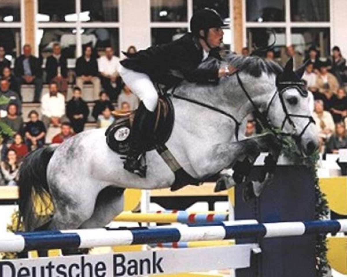 Deckhengst Samos (Holsteiner, 1990, von Schampus xx)