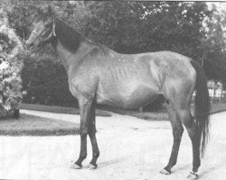 broodmare Ballynash xx (Thoroughbred, 1946, from Nasrullah xx)