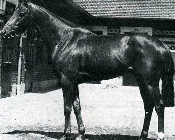 stallion Boran xx (Thoroughbred, 1960, from Mourne xx)