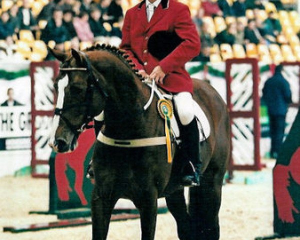 Deckhengst Apache du Forest (Selle Français, 1988, von Laudanum xx)
