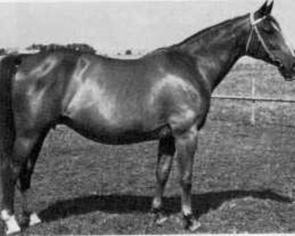 broodmare Efrodite (Swedish Warmblood, 1957, from Frondeur) broodmare Efrodite (Swedish Warmblood, 1957, from Frondeur)