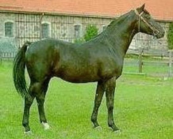 Deckhengst Iran (Schwedisches Warmblut, 1972, von Chagall)