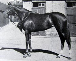 broodmare Noorani xx (Thoroughbred, 1950, from Nearco xx)