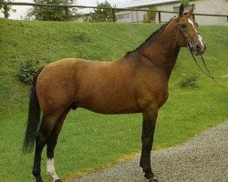 stallion Elf III (Selle Français, 1970, from Ibrahim)