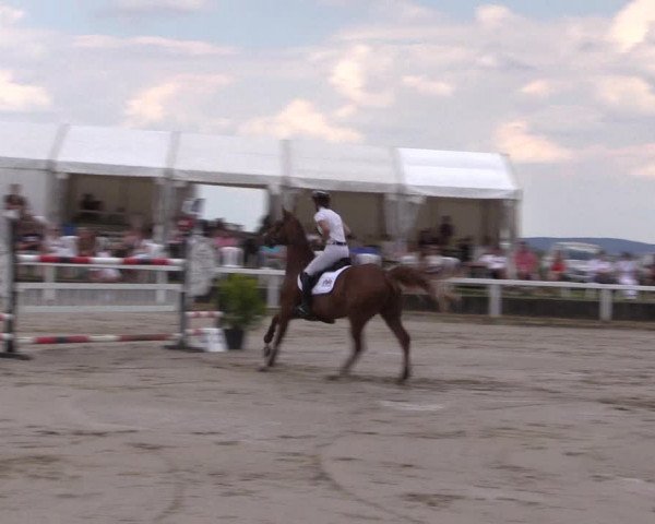 Reitturnier Melle-Ostenfelde 2022