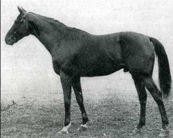stallion Jus d'Orange xx (Thoroughbred, 1912, from St. Just xx)