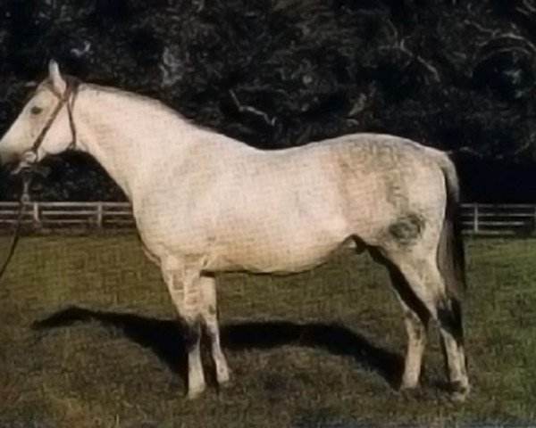 stallion Dancer's Image xx (Thoroughbred, 1965, from Native Dancer xx)