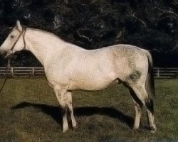 stallion Dancer's Image xx (Thoroughbred, 1965, from Native Dancer xx)