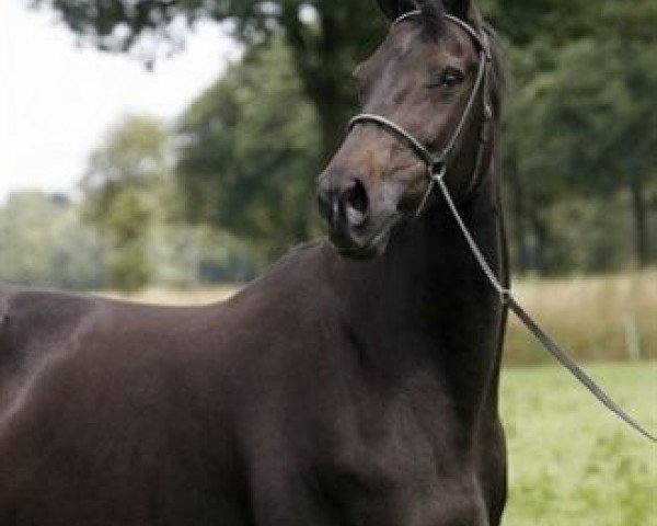 broodmare Oklahoma II W (KWPN (Royal Dutch Sporthorse), 1996, from Libero H)