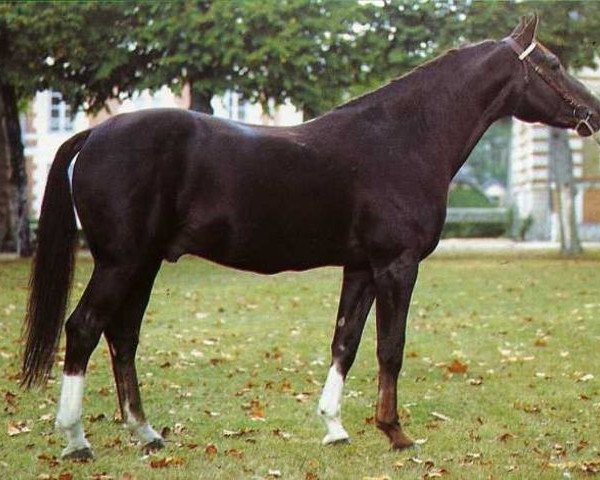 stallion Fury de la Cense (Selle Français, 1971, from Questeur) stallion Fury de la Cense (Selle Français, 1971, from Questeur)
