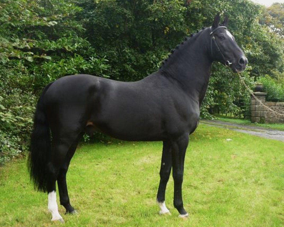Springpferd Hemmingway (Holsteiner, 1989, von Leandro)