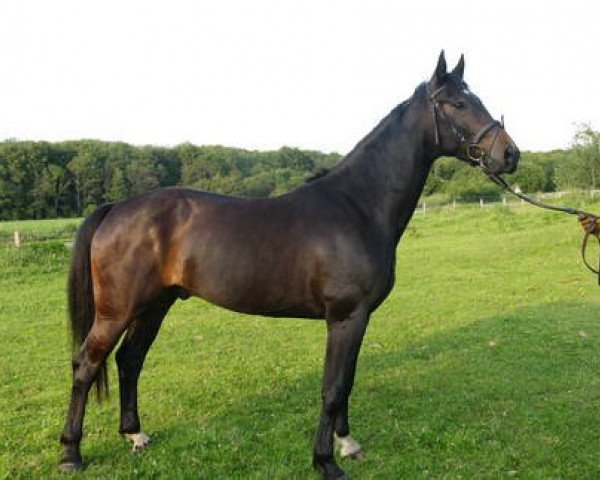 horse D'Valcado (Hanoverian, 2007, from Donnerball)